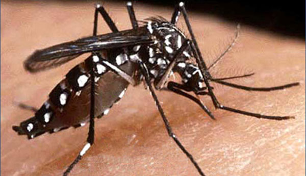 Dengue not Left even Koreans in Srilanka