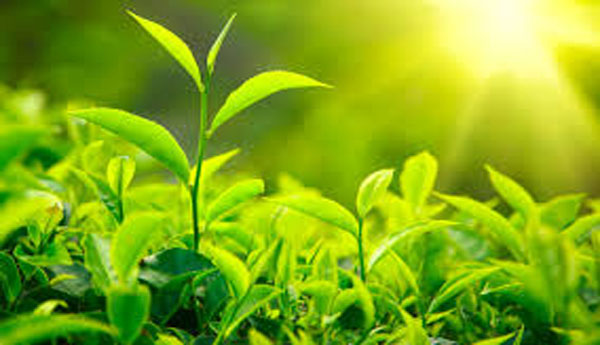 Sri Lanka Tea Board Increase the tea Leaves Price