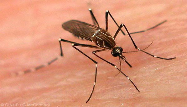 Dengue is in Increase in Colombo