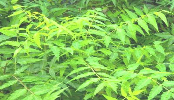 Pancreatic Cancer Cure by taking Neem Extracts