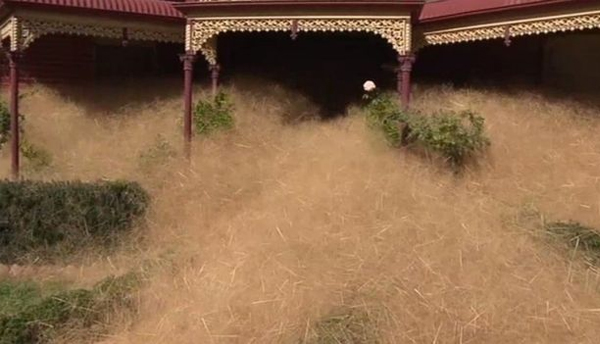 Fast Growing Grass Menace