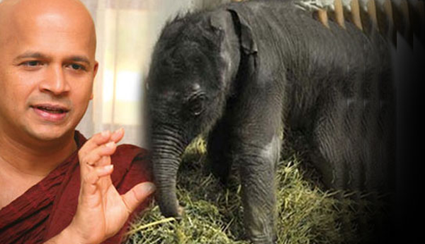 Uduwe Dhammaloka Thera Arrested for Keeping Elephant Cub