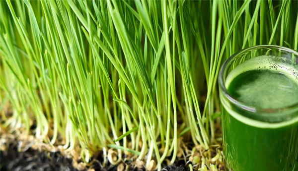 Top 10 Benefits of Wheatgrass