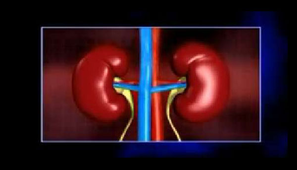 Recovery of Documents Connected with Smuggling of Kidneys