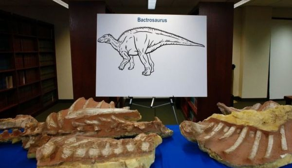 Looted Mongolian Dinosaur fossils returned by US