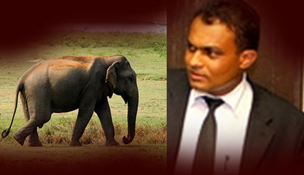 Magistrate  Thilina Gamage is not a Suspect in  Unlicensed Elephant Case