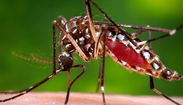 Dengue Raises Head Again
