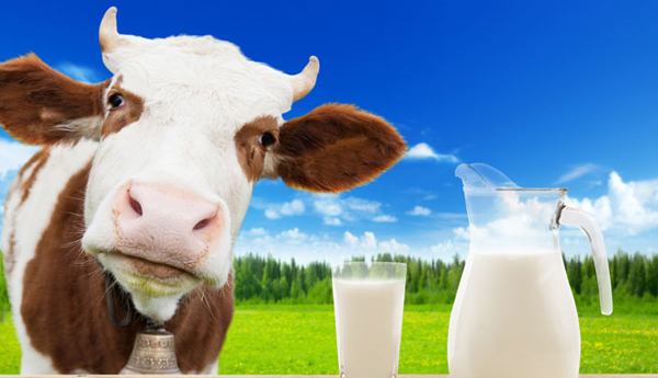 Benefits Of Cow Milk According To Ayurveda