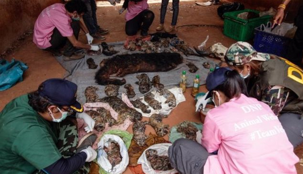 Tiger Cub Bodies Found in Thai Temple Freezer