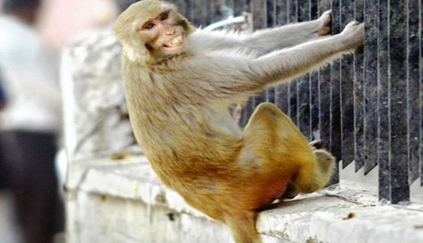Monkey Steals Rs 10,000 From Jewellery Store Cash Register (Video)
