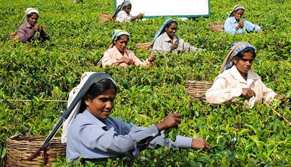 Sri Lanka Tea Prices Show Gains In Nov 2017