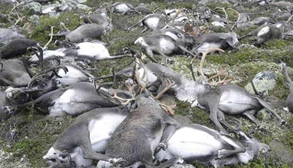 Lightning Strike Kills More Than 300 Reindeer in Norway