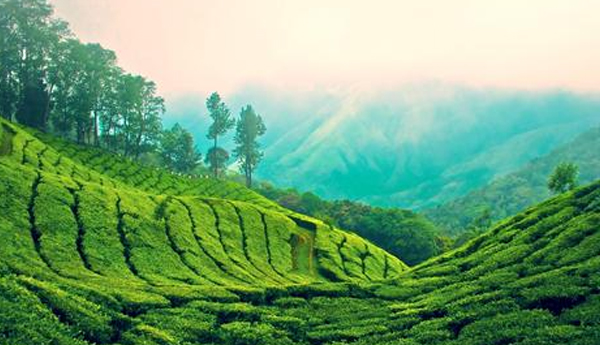 Sri Lanka Tea October 2016 Auction Averages Reach Record Levels