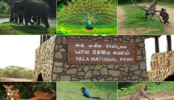 Yala National Park Closed  For Construction Work  From Tomorrow