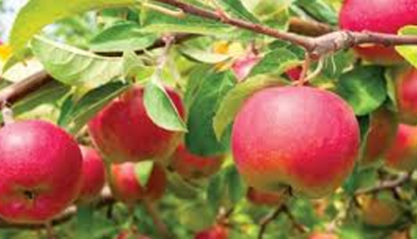 Possible Health Benefits of Apples