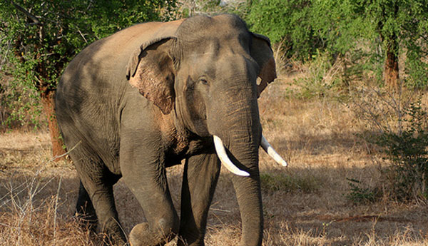 Wild Elephant  Attack  at Anuradhapura