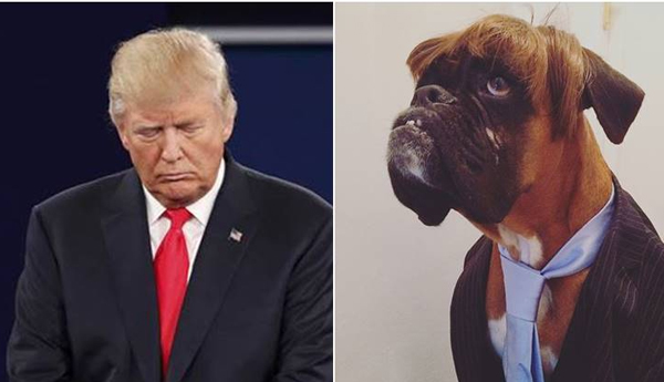 A Dog Dressed Like Donald trump Won a Price in Dog Competition A Dog Dressed Like Donald trump Won a Price in Dog Competition