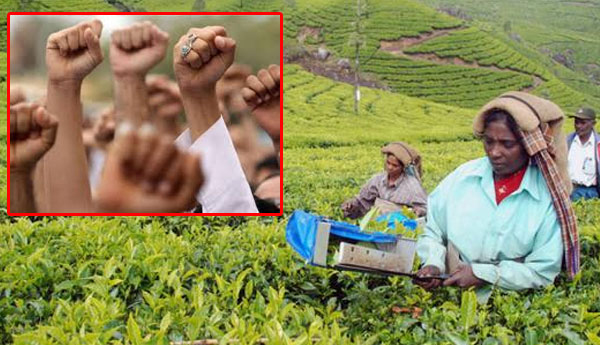 Will the Estate Workers Accept Wage Increase of Rs. 730?