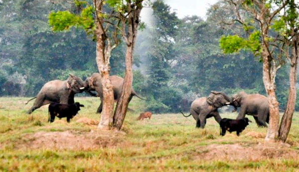 Elephant Fight and Destroyed Paddy Fields