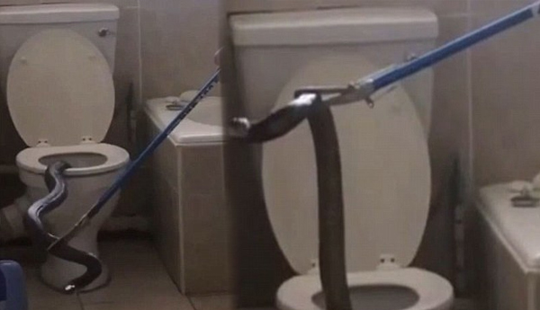 Snake Catcher Tries to Remove a Deadly Cobra From an Apartment’s Toilet
