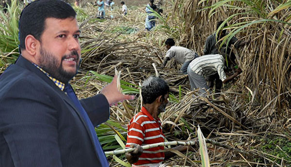 Rishad to Introduce  Sugar Cane Cultivation  in Mullaitivu