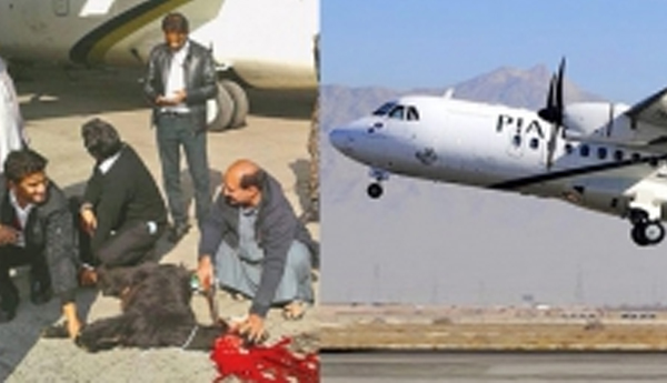 Pakistani Airline Staff Sacrifice Goat On Tarmac Ahead Of Take-Off (Video)