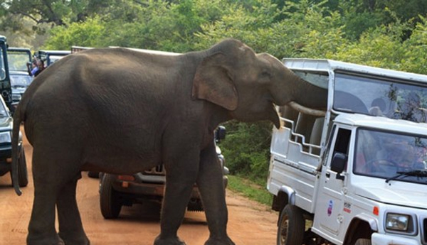 Increased  Compensation for Elephant Attacks