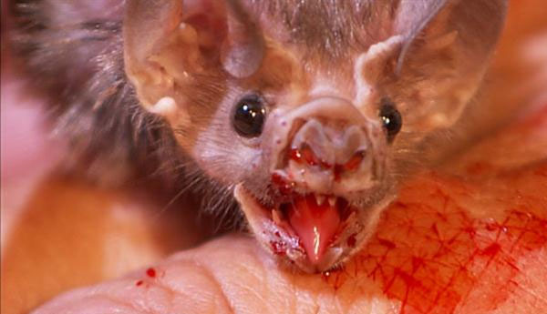 Blood Sucking Bats?