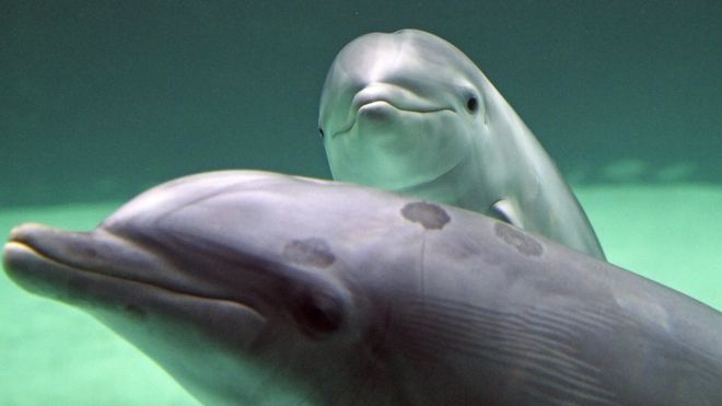 Dolphins Escape From Taiji Facility in Japan