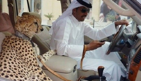 Cheetahs, Tigers and Lions Now Illegal Pets in the UAE