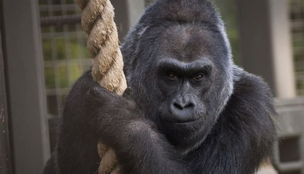 Oldest Gorilla in Captivity Dies in Ohio at 60 Years Old