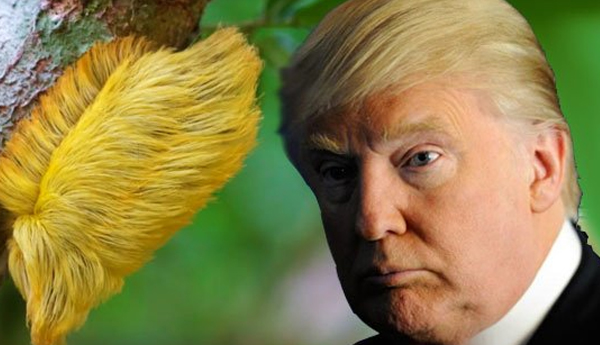 Trump Gets new Insect, ‘Donaldtrumpi’ Named After Him