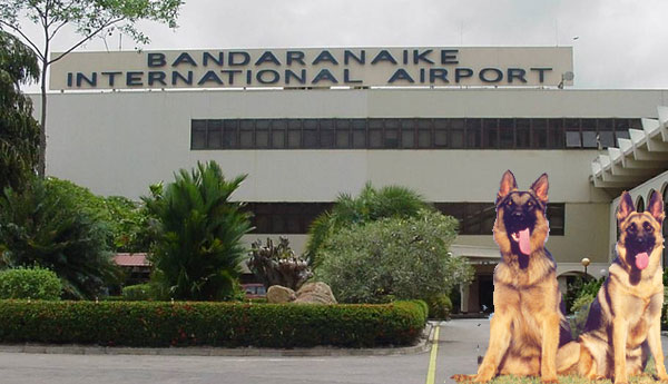 Twenty Sniffer Dogs  for Airport Security