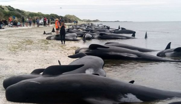 Race to Save 100 Stranded Whales on New Zealand Beach