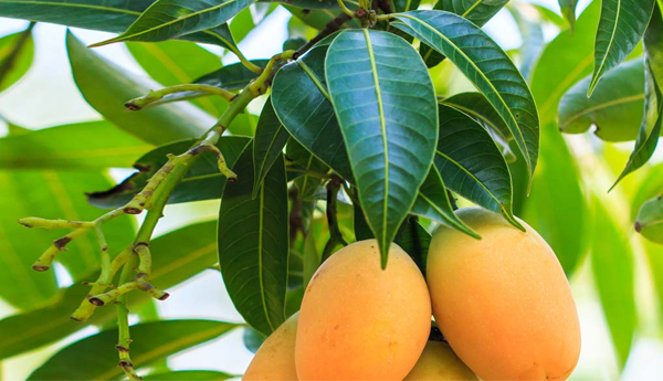 10 Amazing Benefits And Uses Of Mango Leaves (Aam Ke Patte)