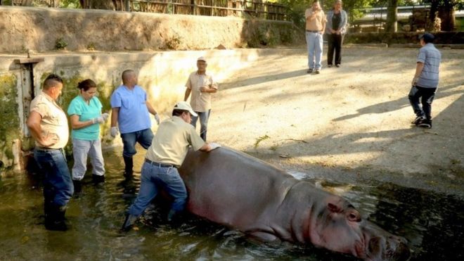 El Salvador Hippo Gustavito Did not Die from Knife Attack