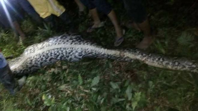 Indonesian Man’s Body Found inside Python – police