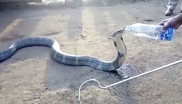 Thirsty King Cobra Drinks From a Water Bottle