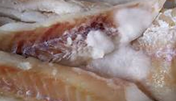 Consumer Affairs Authority Detected 2000kg  Expired Salt Fish in Pettah