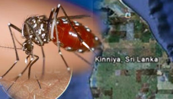 Despite Intensified  Dengue  Eradication in Kinniya Admission  of  Dengue Patients Increases
