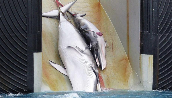 Japan Whaling Fleet Returns From Antarctic Hunt with 333 Whales