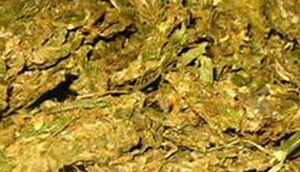 Kerala Cannabis Recovered