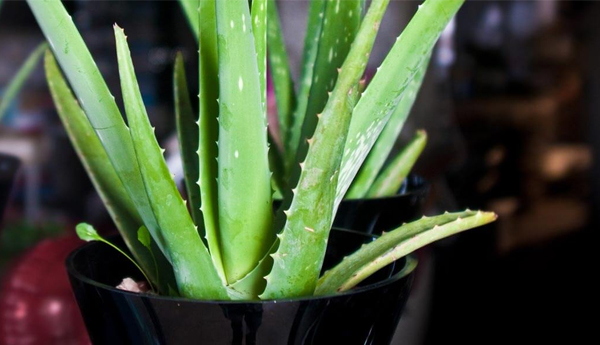 How To Use Aloe Vera For Hair Growth – 10 Amazing Ways
