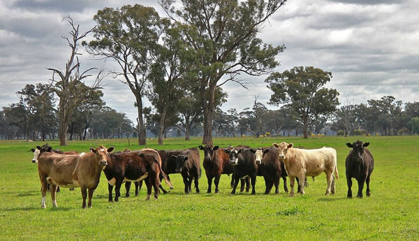 5,000  Cattle  Import From Australia