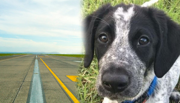 Runaway New Zealand Sniffer dog Shot at Auckland Airport