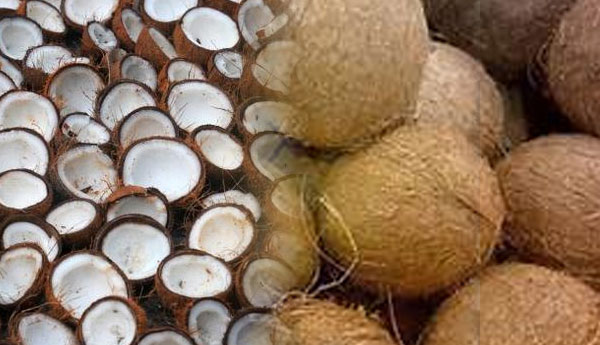 Coconut Price Shot Up to Rs 90