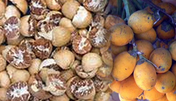 Areca Nuts Will be Banned Through a New Bill Under the Food Act