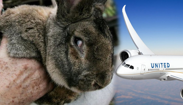 United Airlines Investigates Giant Bunny Death