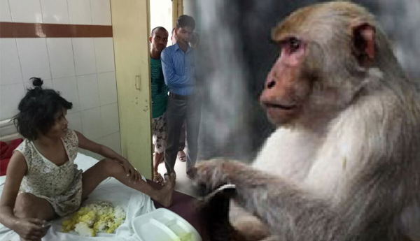 Eight Year Old Girl Found Living With Monkeys