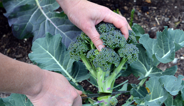 7 Health Benefits of Broccoli